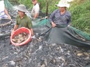 ĐBSCL hụt hơi với sản phẩm chủ lực ĐBSCL hụt hơi với sản phẩm chủ lực