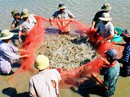 Con tôm ôm dòng điện sạch Con tôm ôm dòng điện sạch