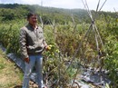 Xót xa hơn 3 ha cà chua chết rũ nghi bị kẻ xấu hạ độc Xót xa hơn 3 ha cà chua chết rũ nghi bị kẻ xấu hạ độc