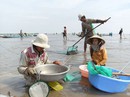 "Cuộc chiến" dai dẳng trên bãi nghêu "Cuộc chiến" dai dẳng trên bãi nghêu