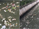 Khách sạn Thái Lan bị phạt vì để bao cao su nổi đầy kênh Khách sạn Thái Lan bị phạt vì để bao cao su nổi đầy kênh