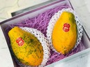 Quả đu đủ nhỏ như hàng thứ phẩm nhưng giá đến 1 triệu đồng/kg Quả đu đủ nhỏ như hàng thứ phẩm nhưng giá đến 1 triệu đồng/kg