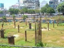 Đất "vàng" thành đất hoang Đất "vàng" thành đất hoang