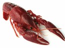 Đồng Tháp quyết ngăn chặn, dẹp sạch tôm càng đỏ nhập lậu Đồng Tháp quyết ngăn chặn, dẹp sạch tôm càng đỏ nhập lậu