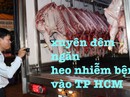 Xuyên đêm ngăn heo nhiễm bệnh vào TP HCM Xuyên đêm ngăn heo nhiễm bệnh vào TP HCM
