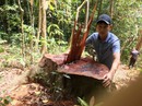 Bất ngờ với kết luận xử lý "nhẹ tay" của UBKT Tỉnh ủy Quảng Bình về 2 vụ phá rừng! Bất ngờ với kết luận xử lý "nhẹ tay" của UBKT Tỉnh ủy Quảng Bình về 2 vụ phá rừng!