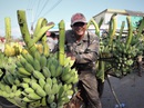 Cận cảnh chợ chuối mật mốc lớn nhất miền Trung ngày cận Tết