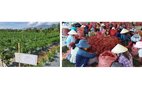 Tập đoàn CJ  mở rộng vùng nguyên liệu ớt tại Ninh Thuận