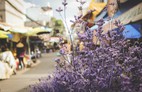 Sắc màu bình dị tại chợ hoa lớn nhất Sài Gòn