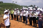 'Cộng đồng bầu trời bên trong' trồng 7.000 cây thông tại tỉnh Gia Lai