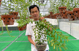 Ông chủ vườn lan Phạm Minh Minh nổi tiếng, được yêu mến đến không ngờ