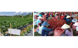 Tập đoàn CJ  mở rộng vùng nguyên liệu ớt tại Ninh Thuận