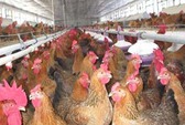 Cơm tấm Kiều Giang nói gì về