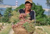 Bất lực bảo vệ thương hiệu tỏi Lý Sơn