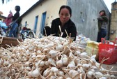 Bất lực bảo vệ thương hiệu tỏi Lý Sơn
