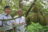 Phát hiện 14 tấn sầu riêng nghi ngâm hóa chất cấm