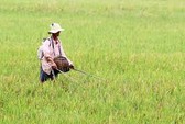Bất chấp lệnh cấm, người dân vẫn dập dìu dùng xung điện