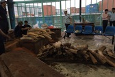 2 công ty đứng tên từ chối nhận gần 1 tấn ngà voi, vảy tê tê bị bắt ở Nội Bài