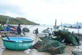 Tôm hùm, cá bớp ở Vân Phong chết hàng loạt vì tảo độc