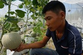 Kỹ sư nông nghiệp Israel miệt mài trồng dưa lưới ở miền Tây