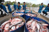 Người Nhật khen cá tra Việt Nam ngon như cá hồi nhưng người Việt lại chê