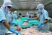 Cá tra đang thất mùa, mất giá!
