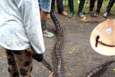 Nông dân không mặn mà với mía