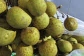 98% nhãn Việt Nam xuất khẩu là bán cho Trung Quốc
