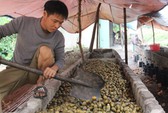 Cần Thơ: Thu mua cau non bán sang Trung Quốc làm kẹo?