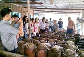 Săn lùng đất làm homestay