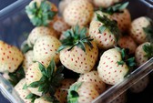 Đại gia đua bán thức ăn vặt