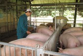 Giá heo hơi tại ĐBSCL tăng trở lại