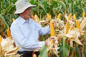 Gần 200ha bắp lai không ra hạt, nông dân Ninh Thuận khốn đốn