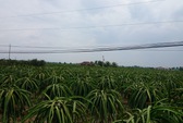 Bắt thiếu nữ cùng nhóm trộm thanh long rạng sáng