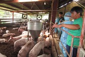 Trung Quốc, Nhật bất ngờ giảm nhập khẩu rau quả Việt Nam