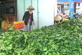 Sau lá nhàu, thương lái “bí ẩn” lại thu gom cá lìm kìm gai
