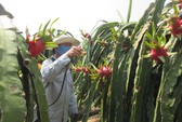 Thủ tướng Nguyễn Xuân Phúc khen ngợi bưởi Phúc Trạch