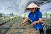 Nông nghiệp cơ cấu lại thị trường, tránh phụ thuộc