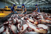 Giải mã nguyên nhân cá tra lập kỷ lục hơn 2 tỉ USD xuất khẩu