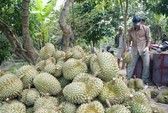 Sầu riêng rừng Campuchia rao 10.000 đồng nhưng bán tới 60.000 đồng/kg