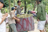 Sầu riêng rừng Campuchia rao 10.000 đồng nhưng bán tới 60.000 đồng/kg