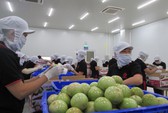 Trung Quốc, Nhật bất ngờ giảm nhập khẩu rau quả Việt Nam