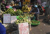 Lạ lùng vú sữa màu vàng óng, cho trái quanh năm