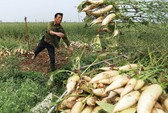 Lần đầu tiên người tiêu dùng miền Nam được thử đặc sản su su trồng trên cát