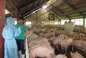 Cô giáo về hưu mỗi tháng cung cấp 500 kg dế ra thị trường