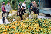Thủ phủ cam xoàn mùa nghịch “hốt bạc”