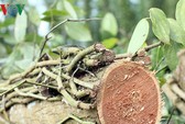 Việt Nam có thể mất vị trí số 1 về hồ tiêu