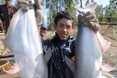Mỹ tăng thuế với cá tra Việt Nam