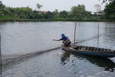 Cá tra đang thất mùa, mất giá!