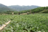 Xôn xao thương lái “bí ẩn” thu mua lượng lớn lá nhàu